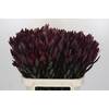 Leucadendron Saf Sunset Dark R.