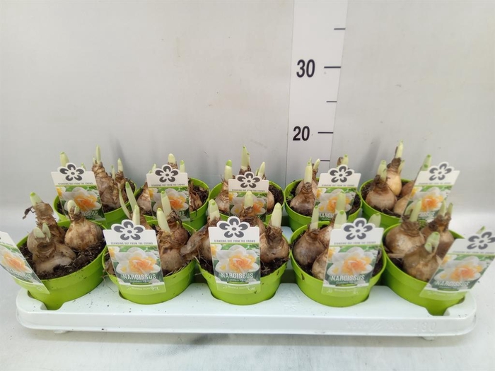 <h4>Narcissus   ...</h4>