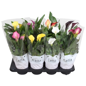 Zantedeschia gemengd Castlemix