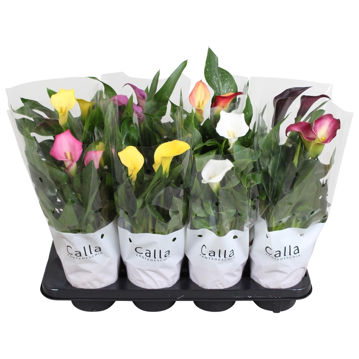 <h4>Zantedeschia gemengd Castlemix</h4>