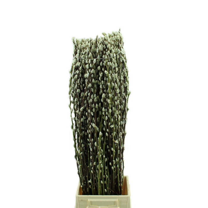 <h4>Salix Wilgenkatjes</h4>