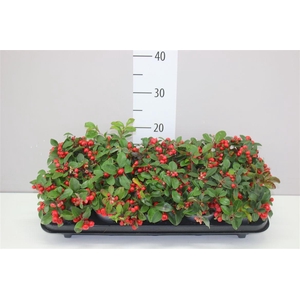 Gaultheria Pro Big Berry
