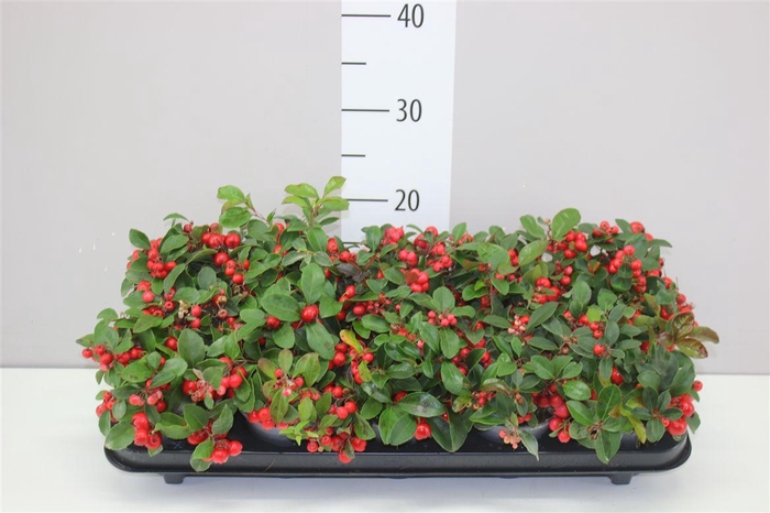 <h4>Gaultheria Pro Big Berry</h4>