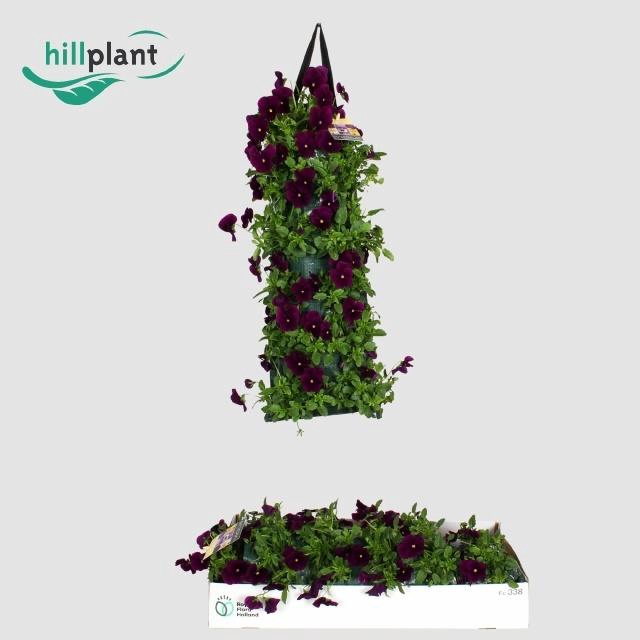 <h4>VIO CO EM PURPLE</h4>