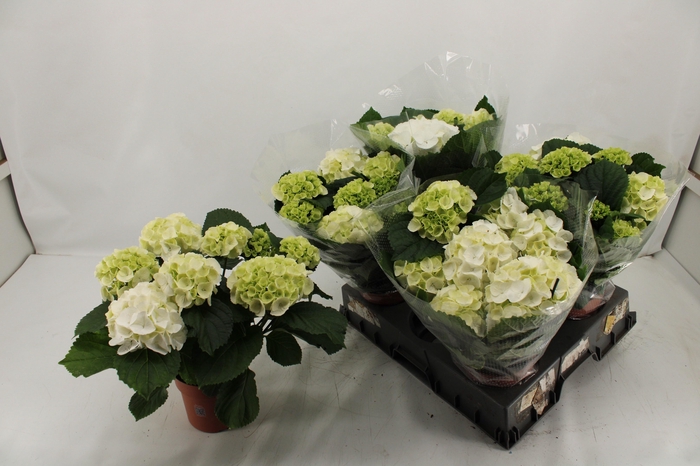 <h4>HYDR M SCHNEEBALL</h4>