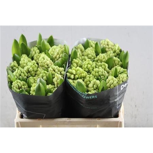 Hyac China Pink(straathof)