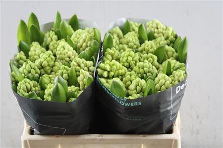 <h4>Hyac China Pink(straathof)</h4>