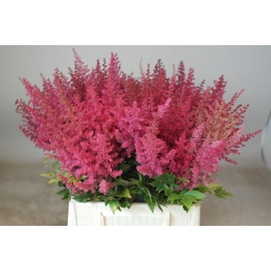 ASTIL AR ELSE SCHLUC