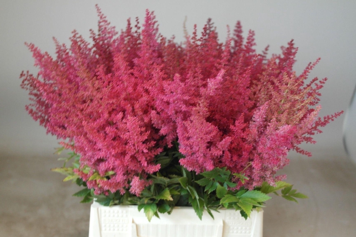 <h4>ASTIL AR ELSE SCHLUC</h4>