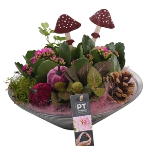 Arr.   Planten L%