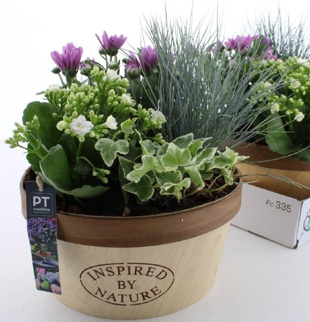 <h4>ARR TUINPLANTEN</h4>