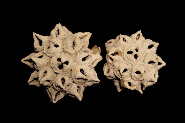 Dried spidergum knobs stonewashed white kilo/bags