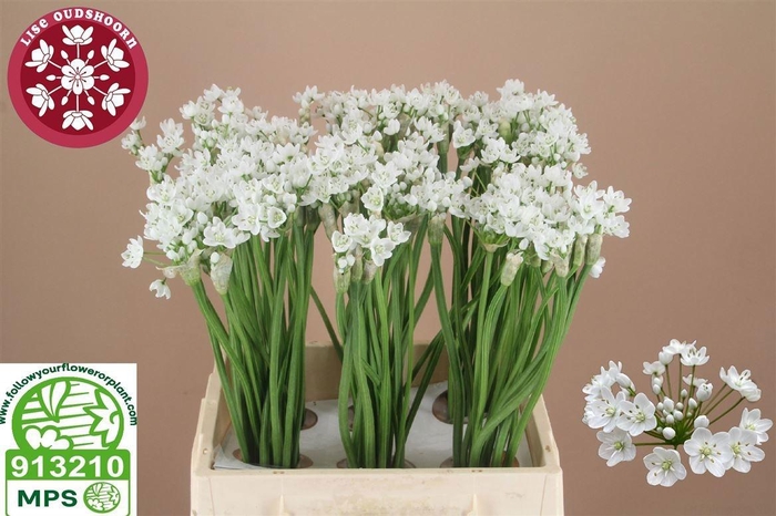 <h4>ALLIUM FLOCON</h4>