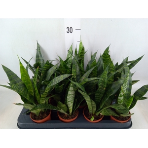 Sansevieria trifa. 'Black Coral'