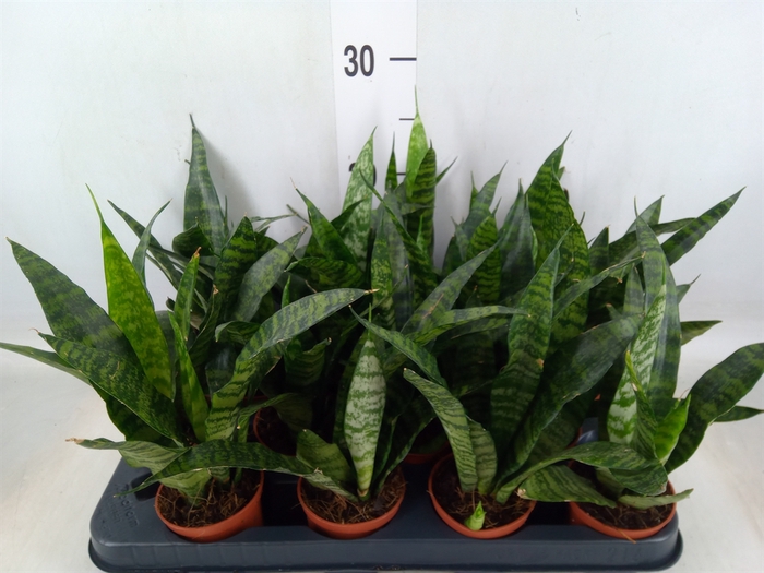 <h4>Sansevieria trifa. 'Black Coral'</h4>