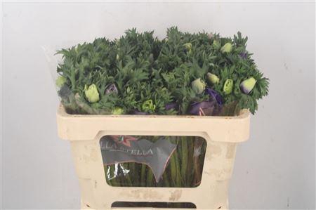 <h4>Anemone Galil Pastel</h4>