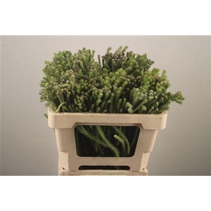 Kaaps Berzelia Palaecea Young