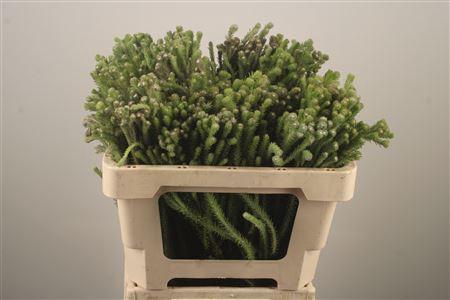 <h4>Kaaps Berzelia Palaecea Young</h4>