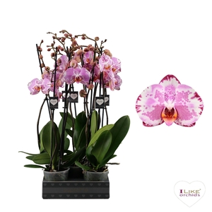 Phalaenopsis Ismaeli - 2 tak 60cm