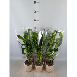 Dendrobium nob. 'StarCla Apollon'