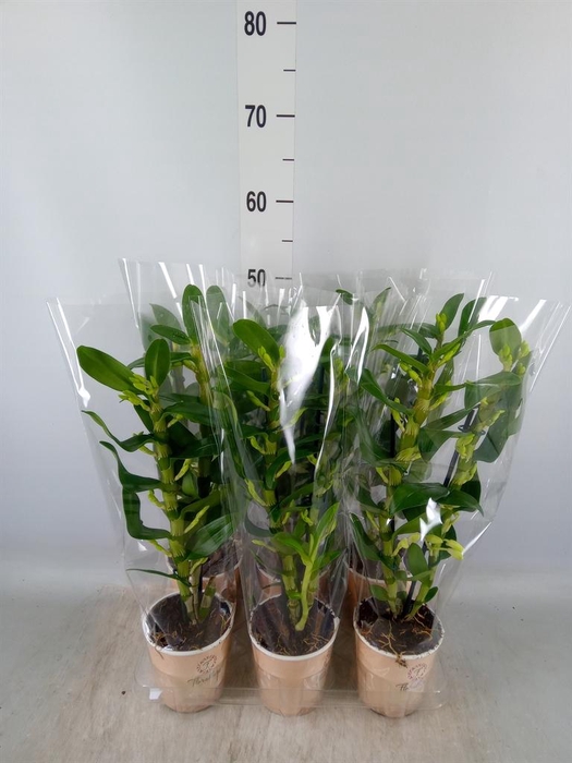 <h4>Dendrobium nob. 'StarCla Apollon'</h4>