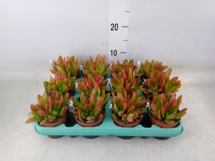 <h4>Crassula ...</h4>