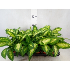 Dieffenbachia  'Compacta'