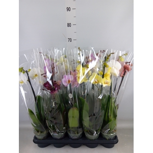 Phalaenopsis   ...mix
