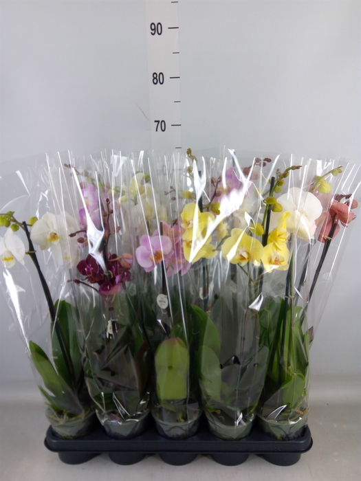 <h4>Phalaenopsis   ...mix</h4>