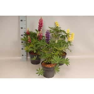vaste planten 19 cm  Lupine Divers