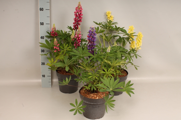 <h4>vaste planten 19 cm  Lupine Divers</h4>