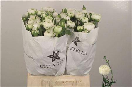 <h4>Ran El. White Ex</h4>