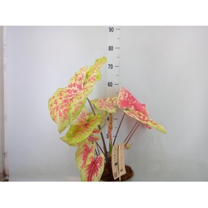 Caladium   ...