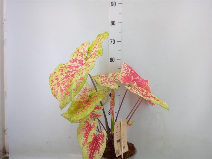 <h4>Caladium   ...</h4>