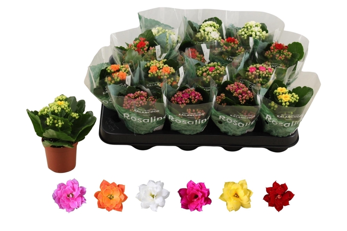 <h4>KAL GE RO GEM 6 KL</h4>