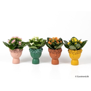 KALANCHOE BLOSSFELDIANA  p6