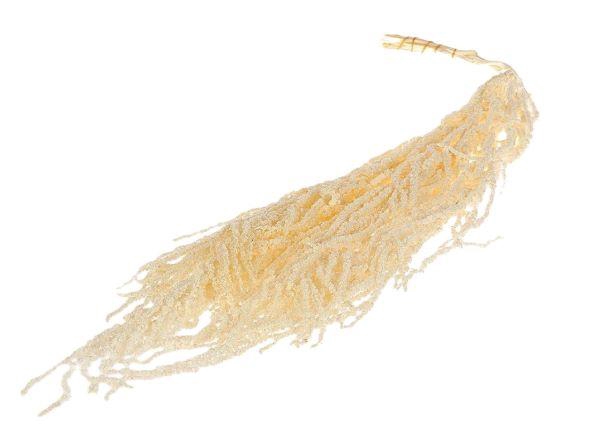 Bunch Amaranthus Caud. Pres.5pcs L90