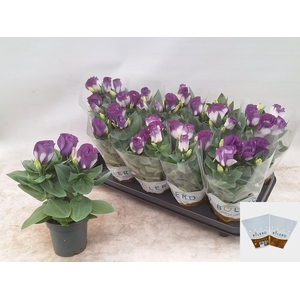 EUST BOLERO BLUE RIM