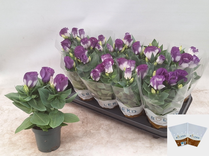 <h4>EUST BOLERO BLUE RIM</h4>