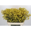Anigozanthos Bush Down