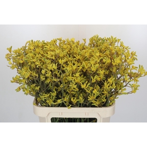 Anigozanthos Bush Down