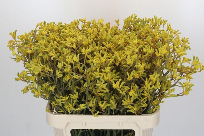 <h4>Anigozanthos Bush Down</h4>