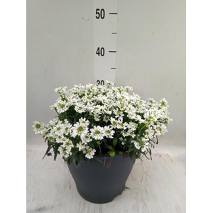 Iberis semp. 'Fischbeck'