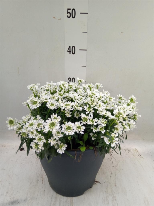 <h4>Iberis semp. 'Fischbeck'</h4>