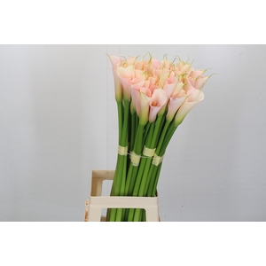 Zantedeschia Eydolls Salmon