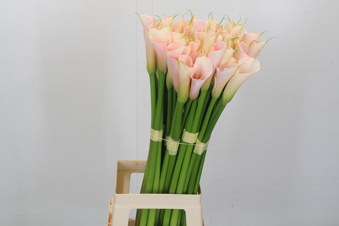 Zantedeschia Eydolls Salmon