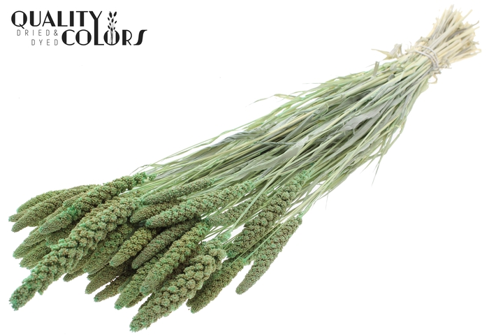 <h4>Gierst per bunch Intense Frosted Mint</h4>