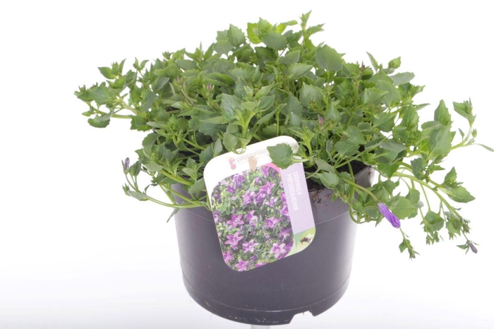 <h4>Campanula port. Campala Iris</h4>