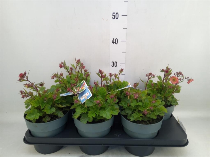 <h4>Geum rivale</h4>