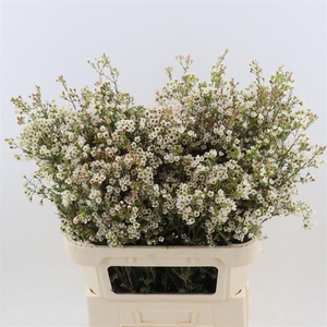 CHAMELAUCIUM  'MAYA'